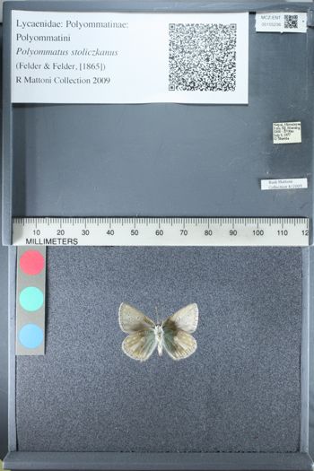 Media type: image;   Entomology 155236